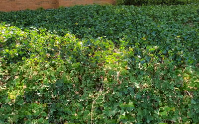 Photo of Dennis L.'s yard after getting landscaping in Shady Dale, GA