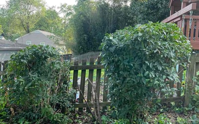 Photo of Darcie P.'s yard after getting landscaping in Rockville, MD