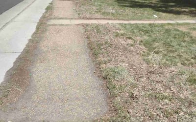 Photo of Alexis P.'s yard after getting landscaping in Empire, CO