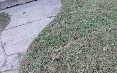 Photo of John P.'s yard after getting landscaping in Guilford, IN