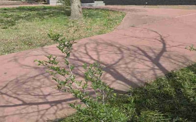 Photo of Joaquin C.'s yard after getting landscaping in Divide, CO
