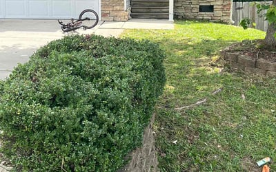 Photo of Amber S.'s yard after getting landscaping in Knightdale, NC