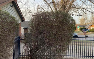 Photo of Joshua & Stacy L.'s yard after getting tree care in Claremore, OK