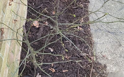 Photo of Molly M.'s yard after getting landscaping in New Point, VA