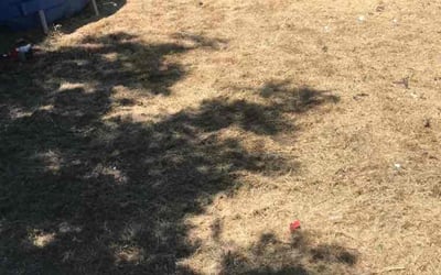Photo of Andrea M.'s yard after getting landscaping in Acampo, CA