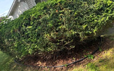 Photo of Jamie L.'s yard after getting landscaping in Lake Bluff, IL