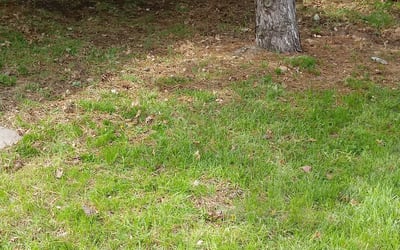 Photo of David A.'s yard after getting landscaping in Hales Corners, WI