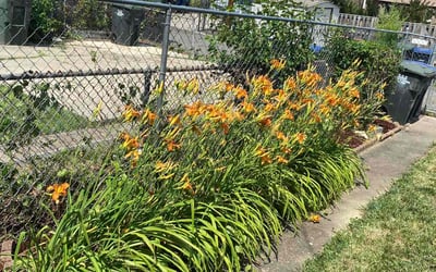 Photo of Dana S.'s yard after getting tree care in Lorton, VA