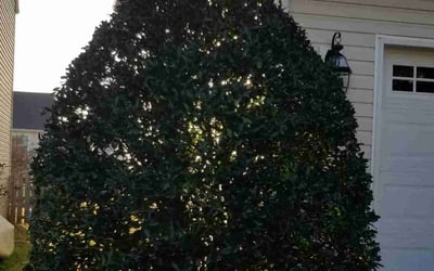 Photo of Sophia M.'s yard after getting landscaping in Cleveland, NC