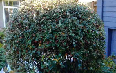 Photo of Tai M.'s yard after getting tree care in Colville, WA