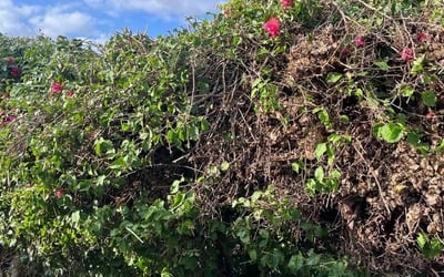 Photo of Yvonne B.'s yard after getting landscaping in North Hollywood, CA
