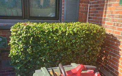 Photo of Flora F.'s yard after getting landscaping in Berryville, VA