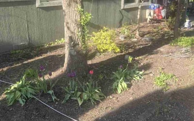 Photo of Raychale O.'s yard after getting landscaping in Greenacres, WA
