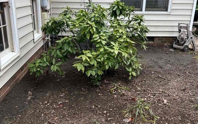 Photo of Hope G.'s yard after getting landscaping in Woodford, VA