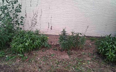 Photo of Michael B.'s yard after getting landscaping in Rushville, OH