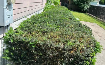 Photo of Kimberly W.'s yard after getting landscaping in Boston, MA