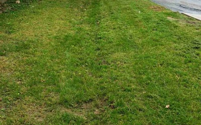 Photo of Jemila A.'s yard after getting tree care in Grand Rapids, MI