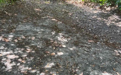 Photo of Anthony R.'s yard after getting landscaping in Grant, FL