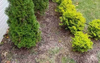 Photo of Justin D.'s yard after getting landscaping in Greenville, GA