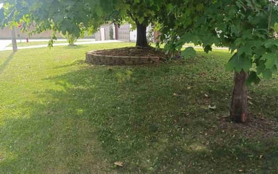 Photo of Donna C.'s yard after getting tree care in Minneapolis, MN