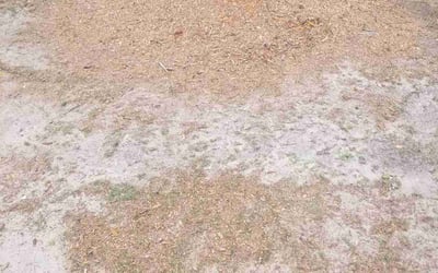 Photo of Janice C.'s yard after getting landscaping in Gonzalez, FL