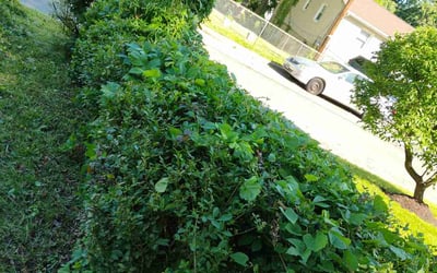 Photo of Valerie B.'s yard after getting landscaping in Capitol Heights, MD