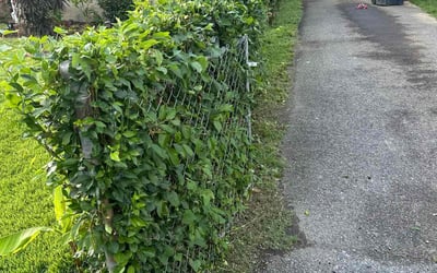Photo of Tracey A.'s yard after getting landscaping in Oxon Hill, MD