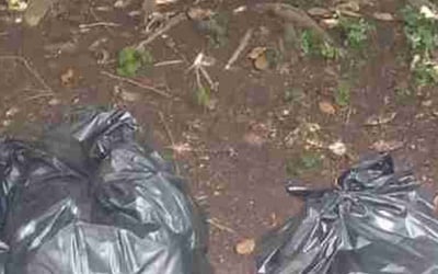 Photo of Brenda C.'s yard after getting landscaping in Paris, KY