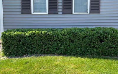 Photo of Jessica P.'s yard after getting landscaping in Mcfarland, WI