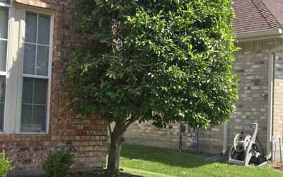Photo of Sylvia B.'s yard after getting landscaping in Lewisville, TX