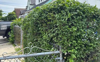 Photo of Richard G.'s yard after getting landscaping in Springfield, MA