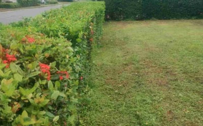 Photo of Michael D.'s yard after getting tree care in West Palm Beach, FL