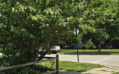 Photo of James W.'s yard after getting landscaping in Elgin, IL
