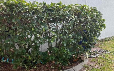 Photo of Naomi C.'s yard after getting landscaping in Land O' Lakes, FL