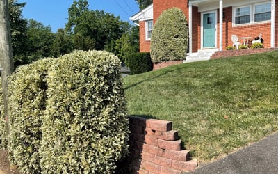 Photo of Jim_Carla A.'s yard after getting tree care in Manassas, VA
