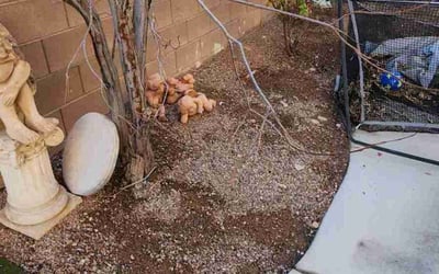Photo of Christopher S.'s yard after getting landscaping in Logandale, NV