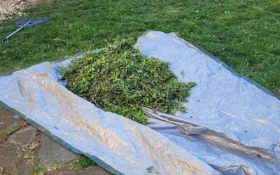 Photo of Nancy S.'s yard after getting landscaping in Easton, PA