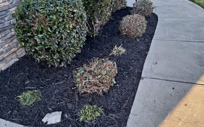 Photo of Brian P.'s yard after getting landscaping in Barium Springs, NC