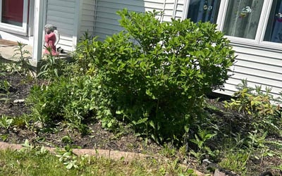 Photo of Aaron F.'s yard after getting landscaping in Lancaster, NY