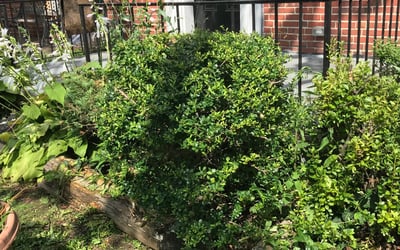 Photo of Erica W.'s yard after getting landscaping in Manchester, MD