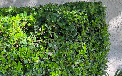Photo of UNEKI B.'s yard after getting tree care in Salinas, CA