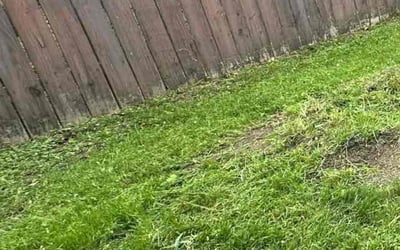 Photo of Sarah L.'s yard after getting landscaping in Dale, TX