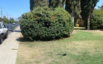 Photo of Mathilde T.'s yard after getting tree care in Vista, CA