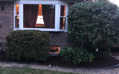 Photo of Rosa L.'s yard after getting tree care in Clinton, MD