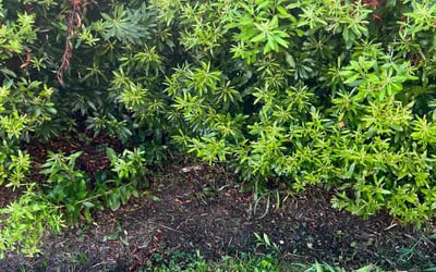 Photo of Chad D.'s yard after getting landscaping in Cobbs Creek, VA