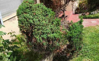 Photo of Guy D.'s yard after getting landscaping in Compton, CA