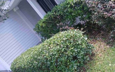 Photo of Sarah W.'s yard after getting landscaping in Saint Johns, FL