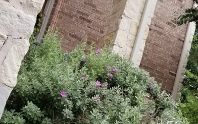 Photo of Joshua C.'s yard after getting landscaping in Adkins, TX