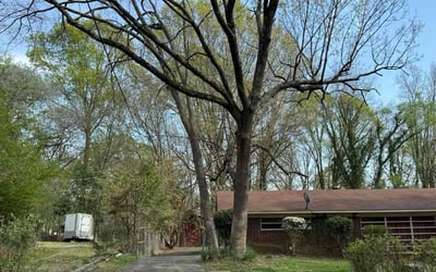 Photo of Jennifer T.'s yard after getting landscaping in Great Falls, SC