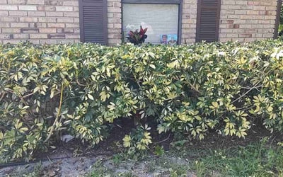 Photo of Susan S.'s yard after getting landscaping in Lake Monroe, FL